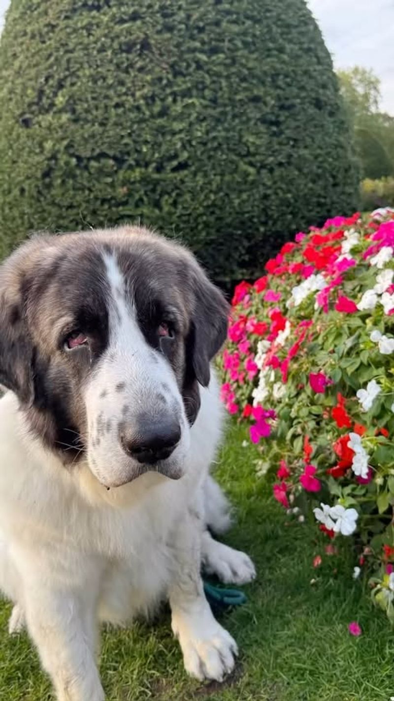 Pyrenean Mastiff