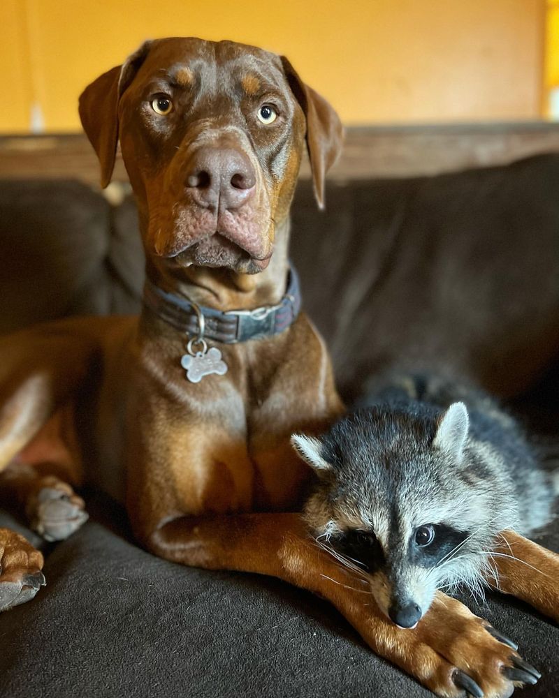 Raccoons