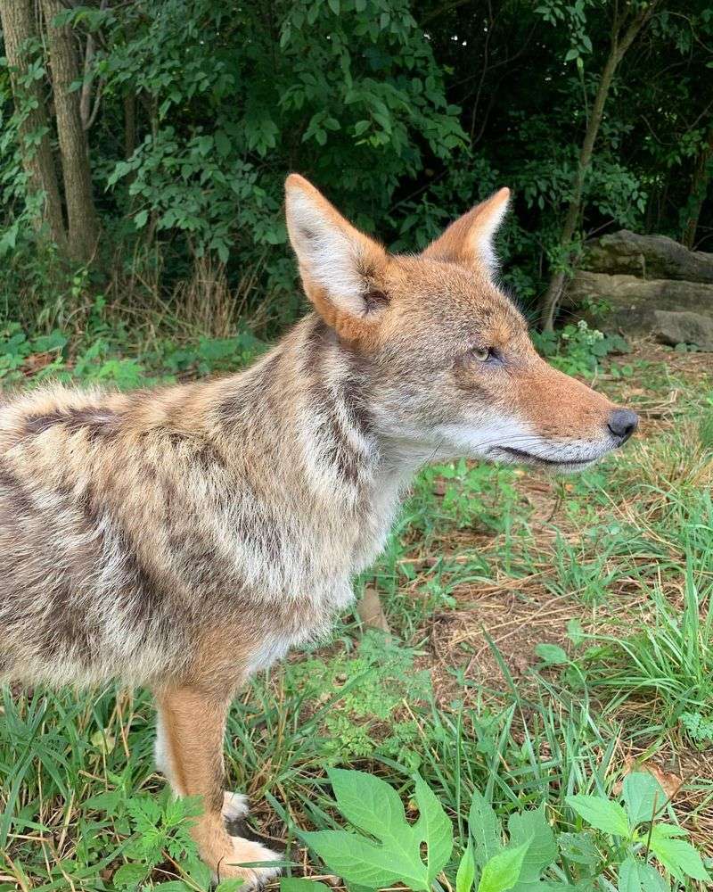 Red Wolf Sanctuary, Indiana