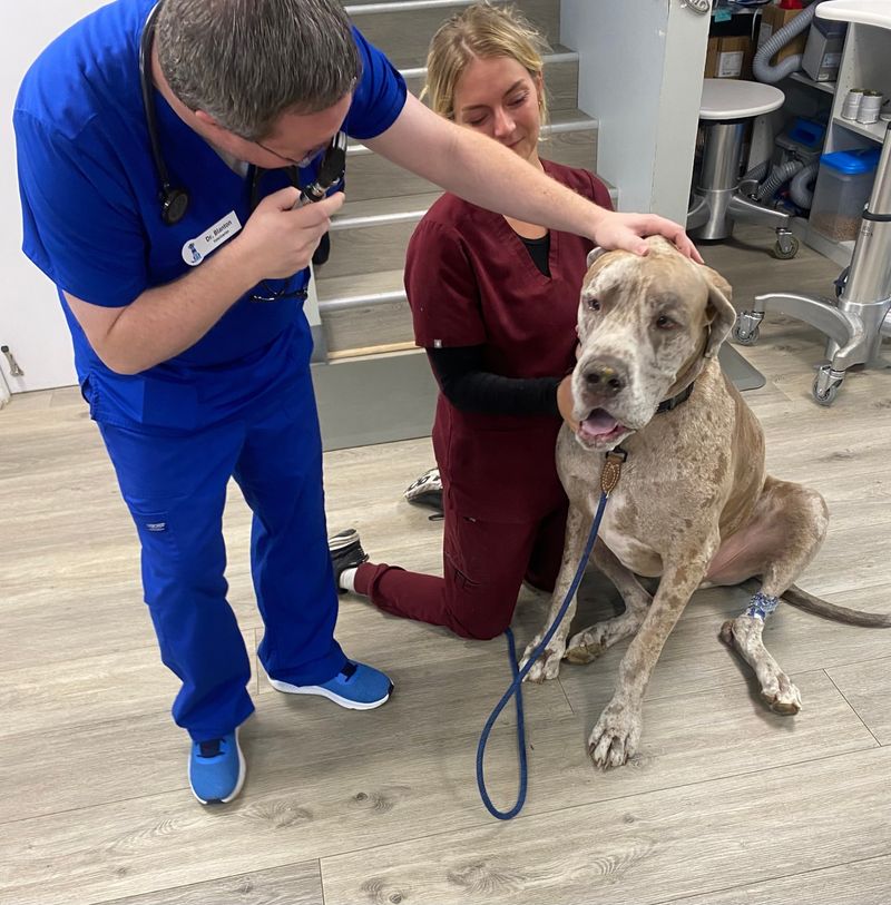 Regular Vet Check-Ups