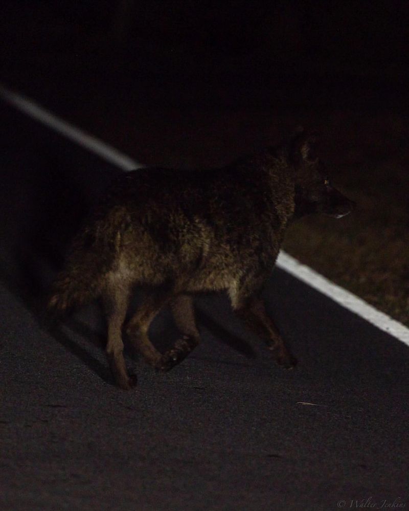 Report Coyote Sightings