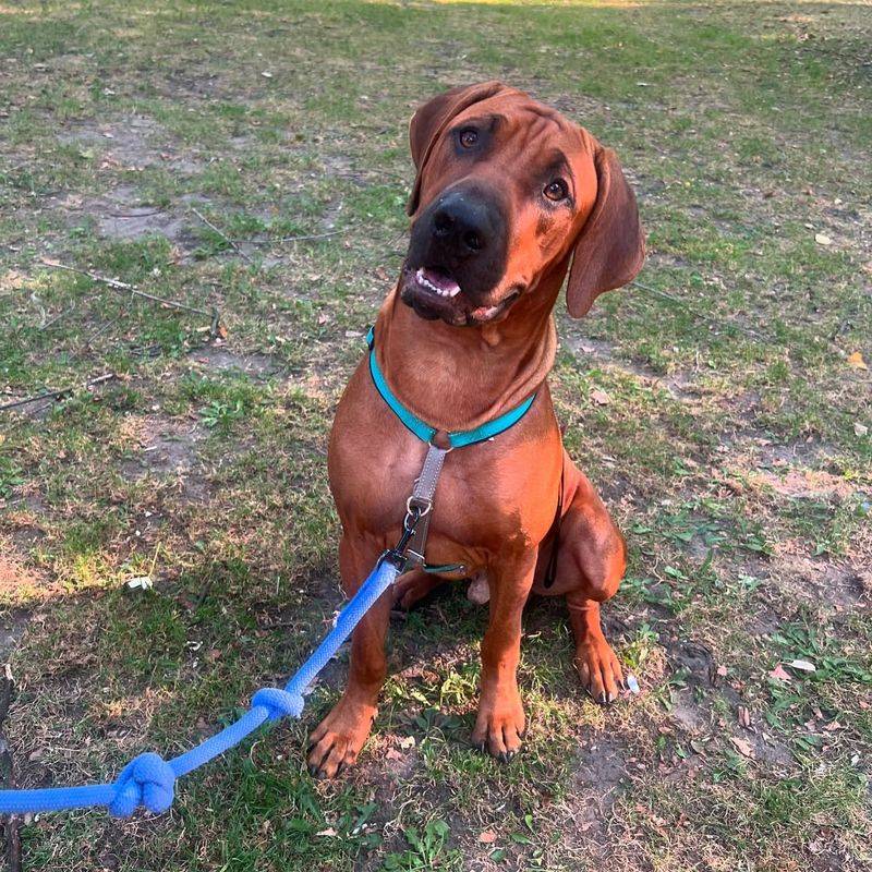 Rhodesian Ridgeback