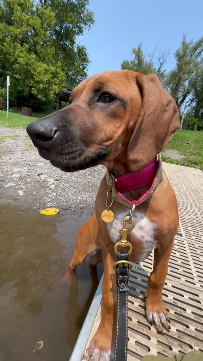 Rhodesian Ridgeback