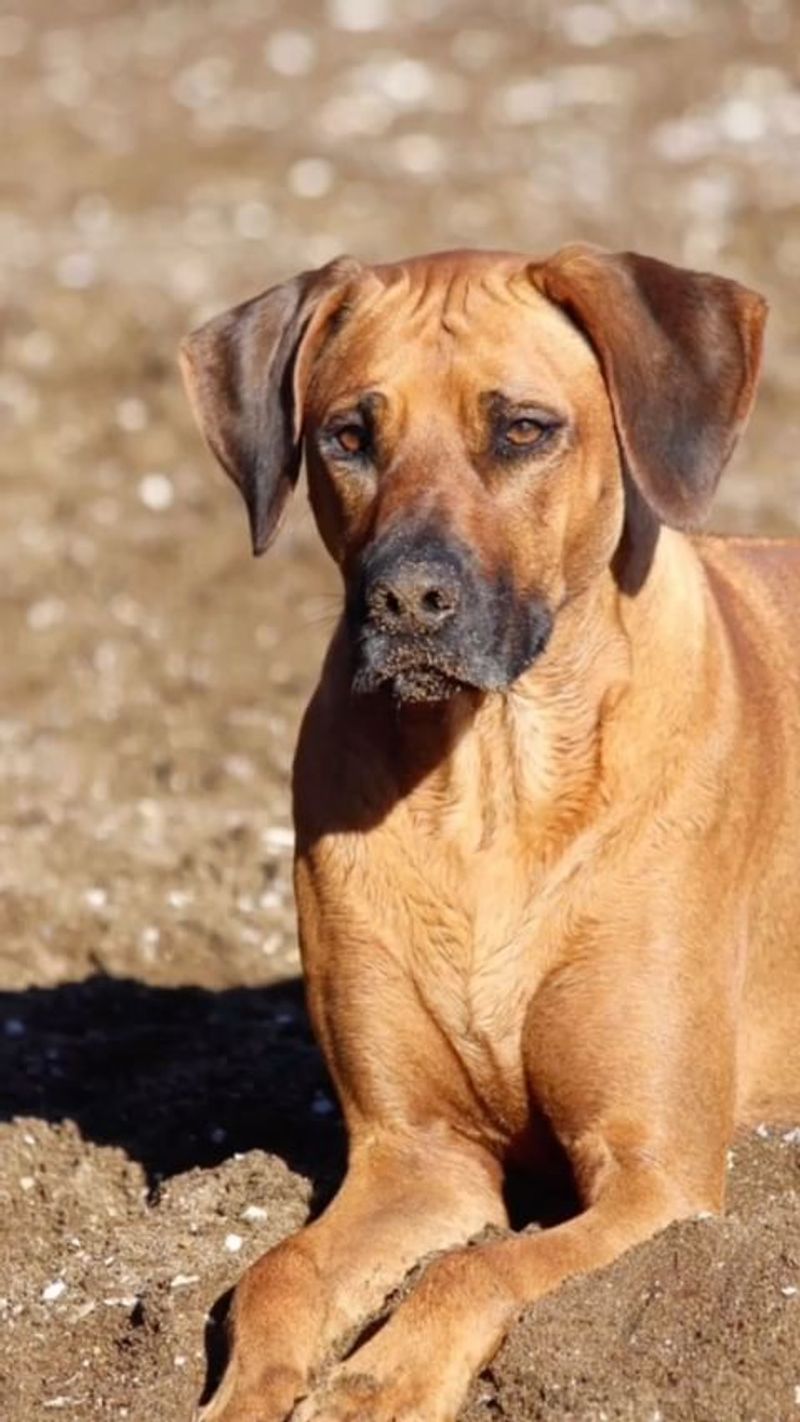 Rhodesian Ridgeback