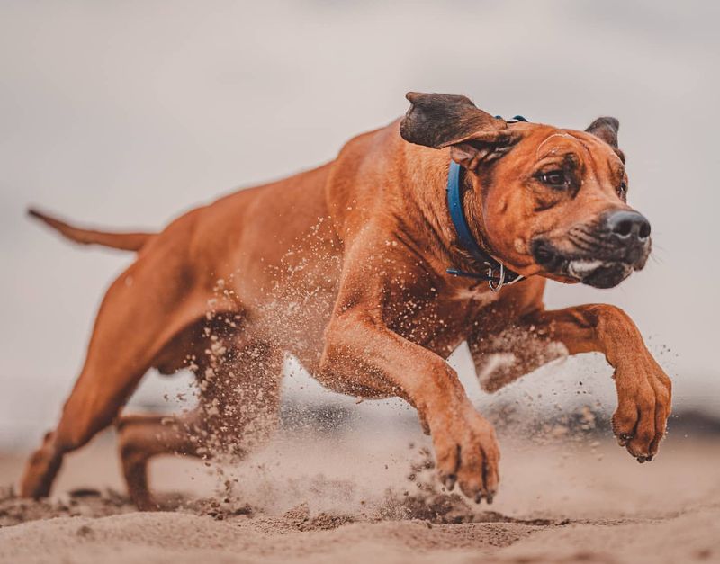 Rhodesian Ridgeback