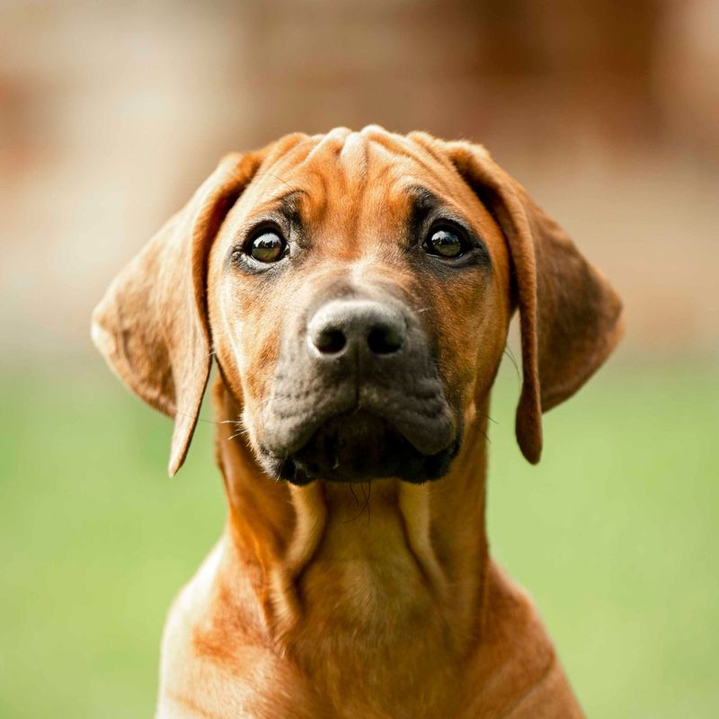 Rhodesian Ridgeback