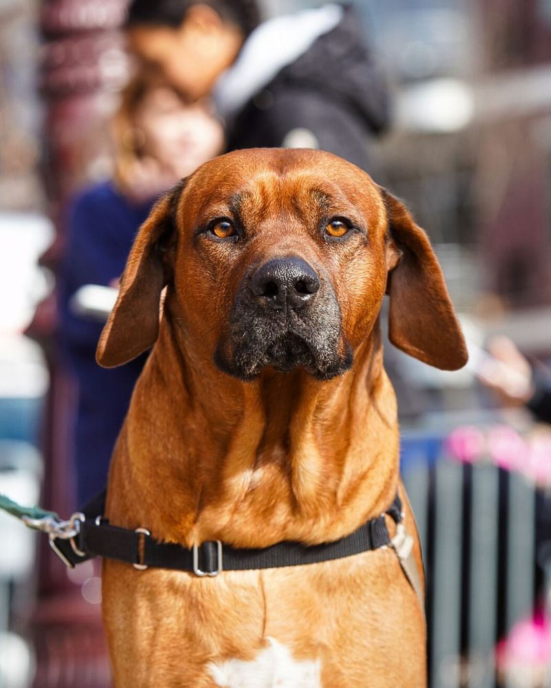 Rhodesian Ridgeback