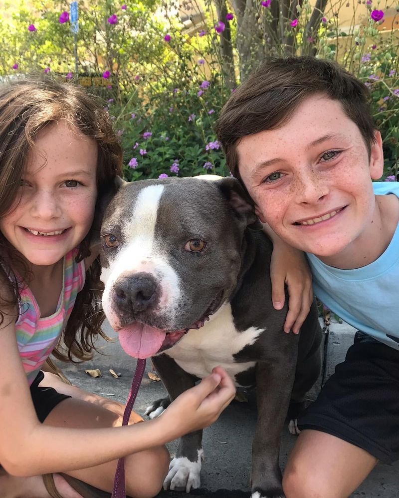 Role as a Family Pet