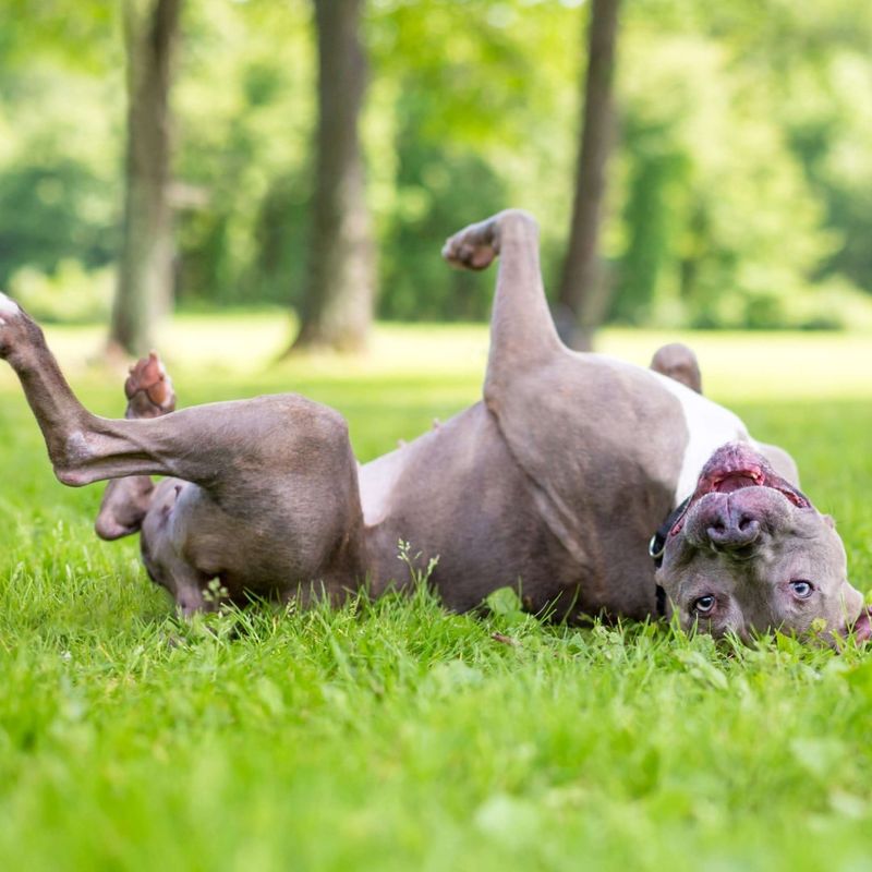 Rolling in the Grass