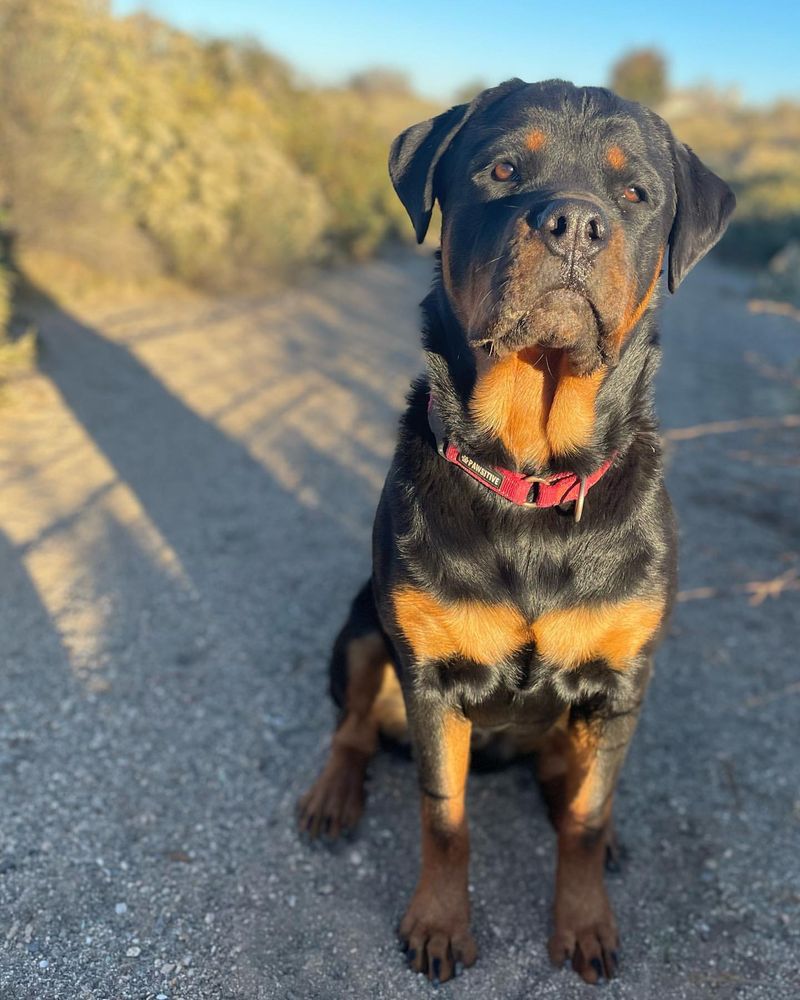 Rottweiler