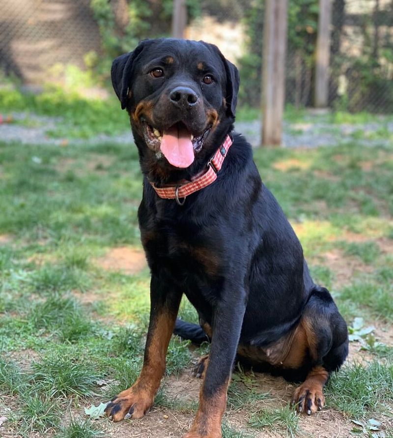 Rottweiler