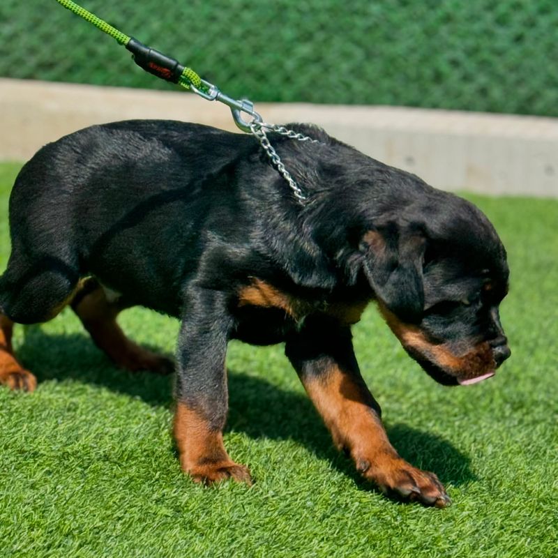 Rottweiler