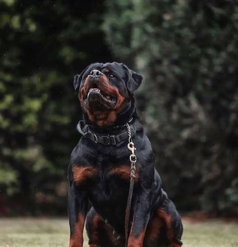 Rottweiler