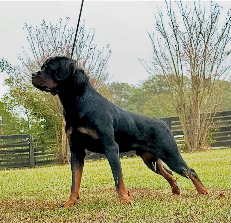 Rottweiler