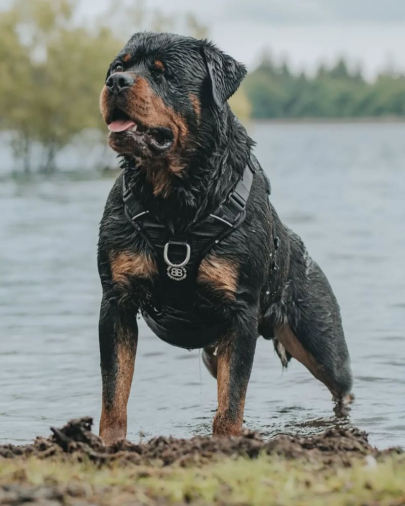 Rottweiler