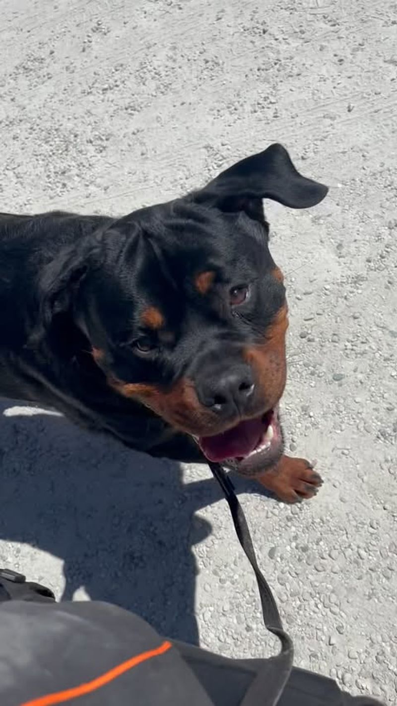 Rottweiler