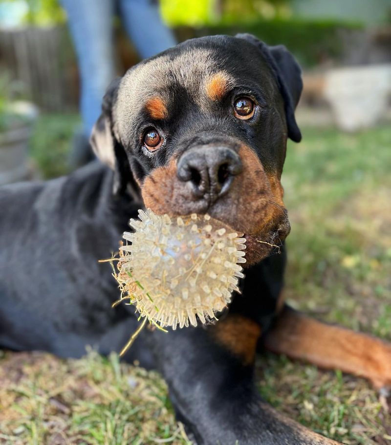 Rottweiler