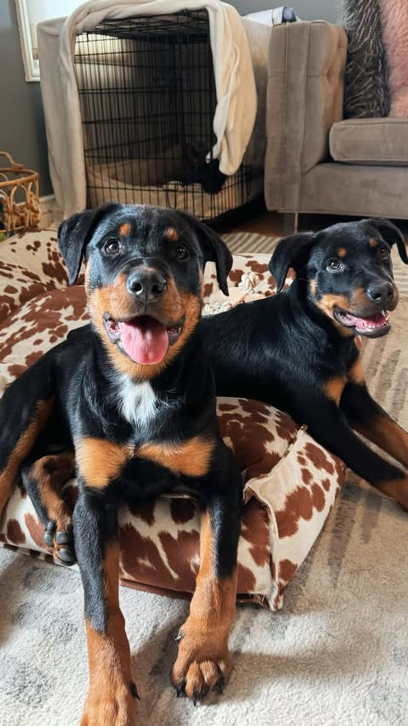 Rottweiler