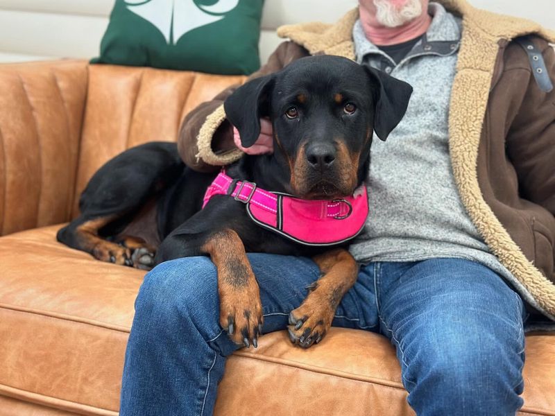 Rottweiler