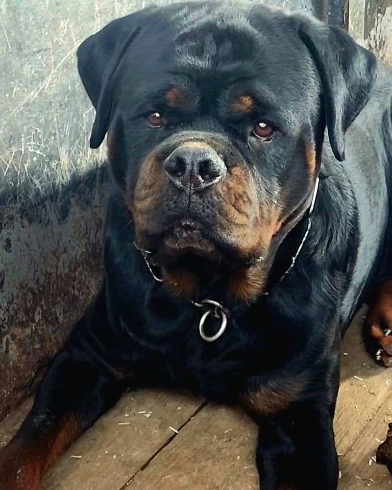 Rottweiler