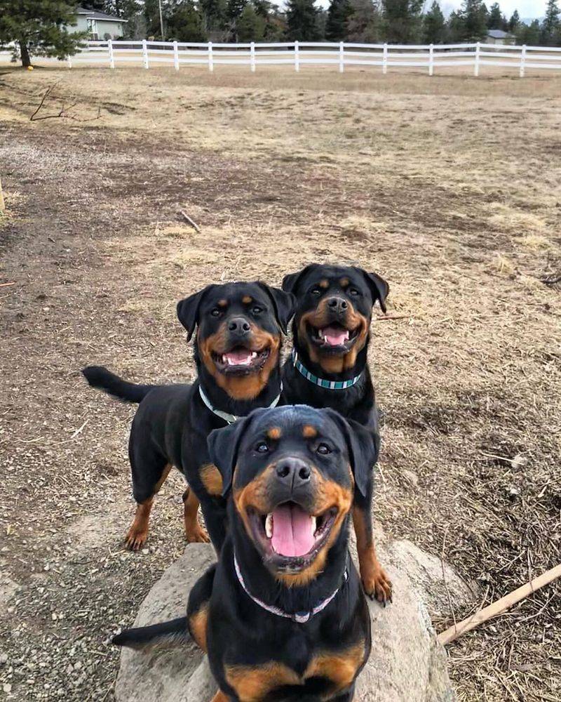 Rottweiler