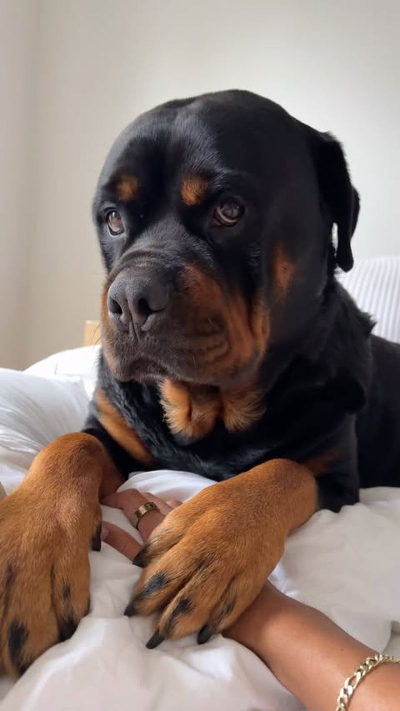 Rottweiler