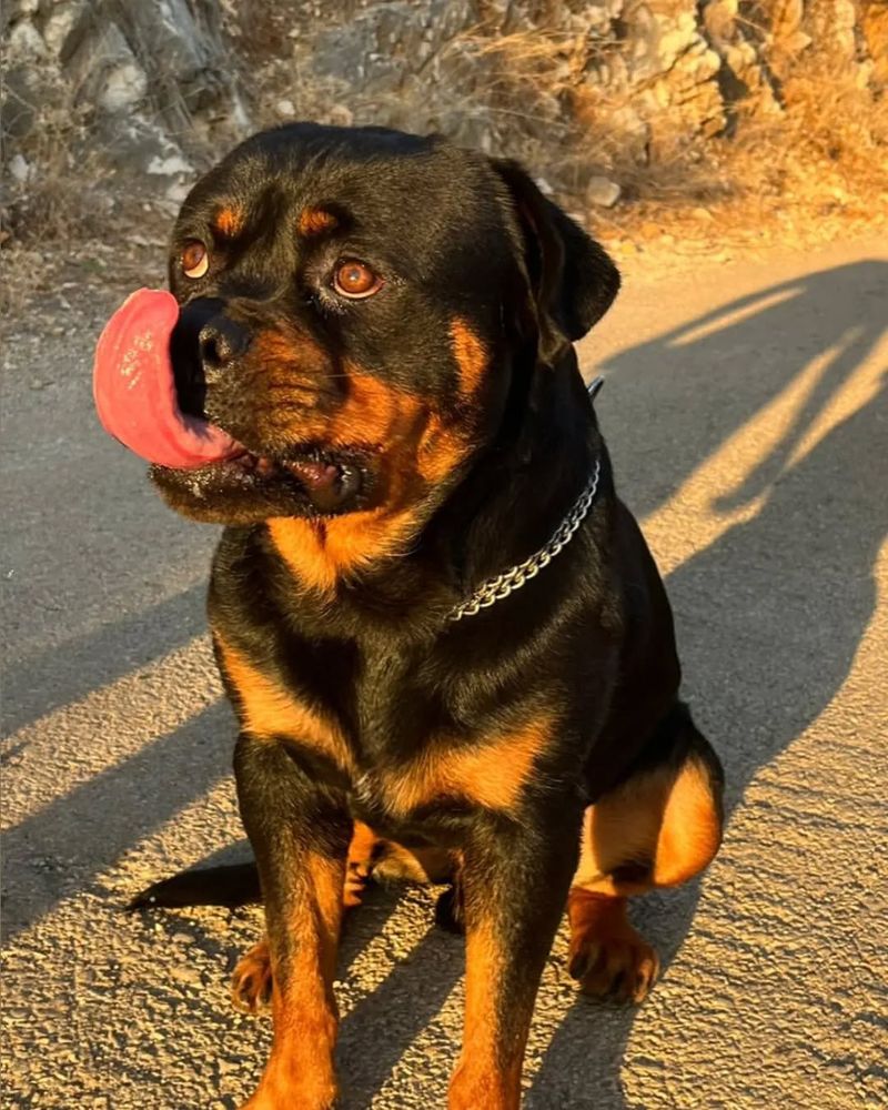 Rottweilers