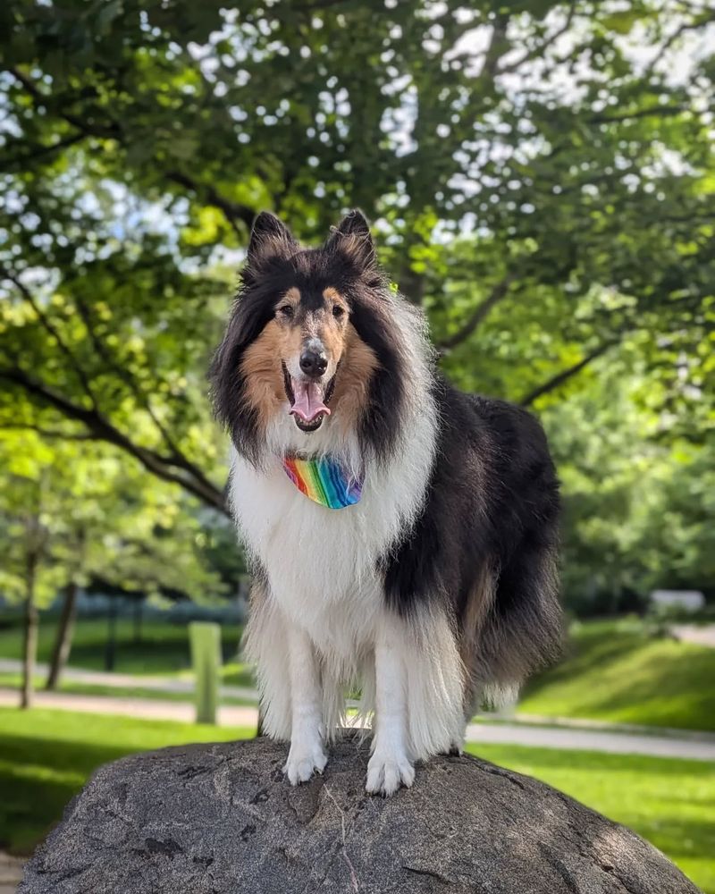 Rough Collie