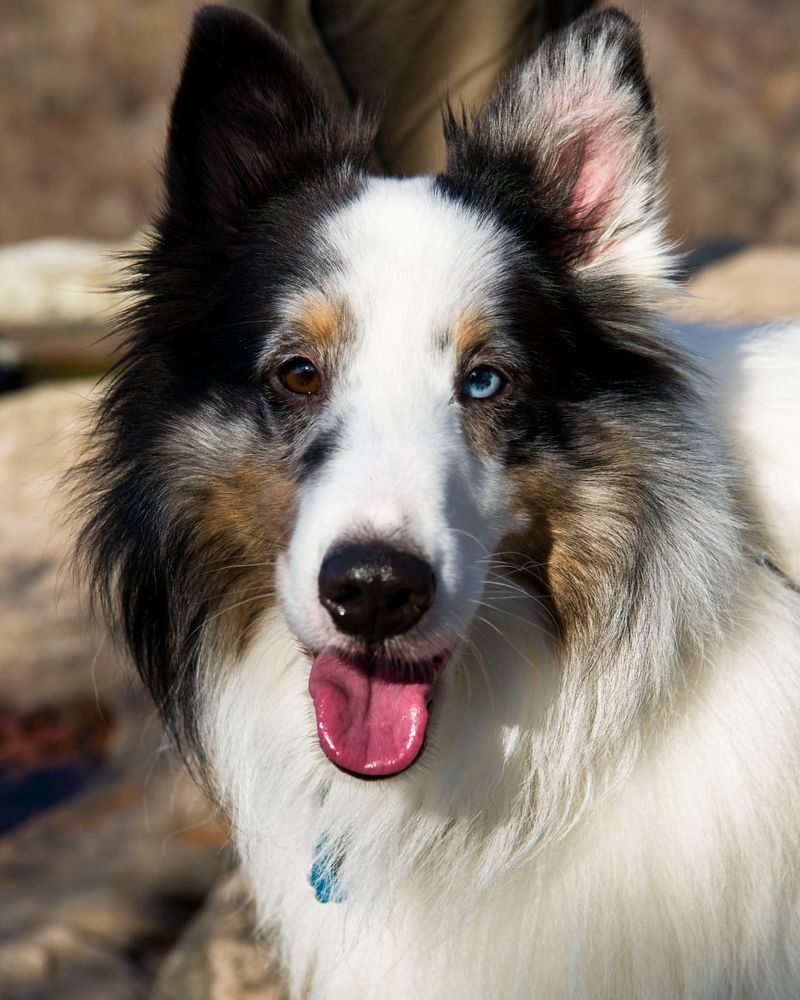 Rough Collie