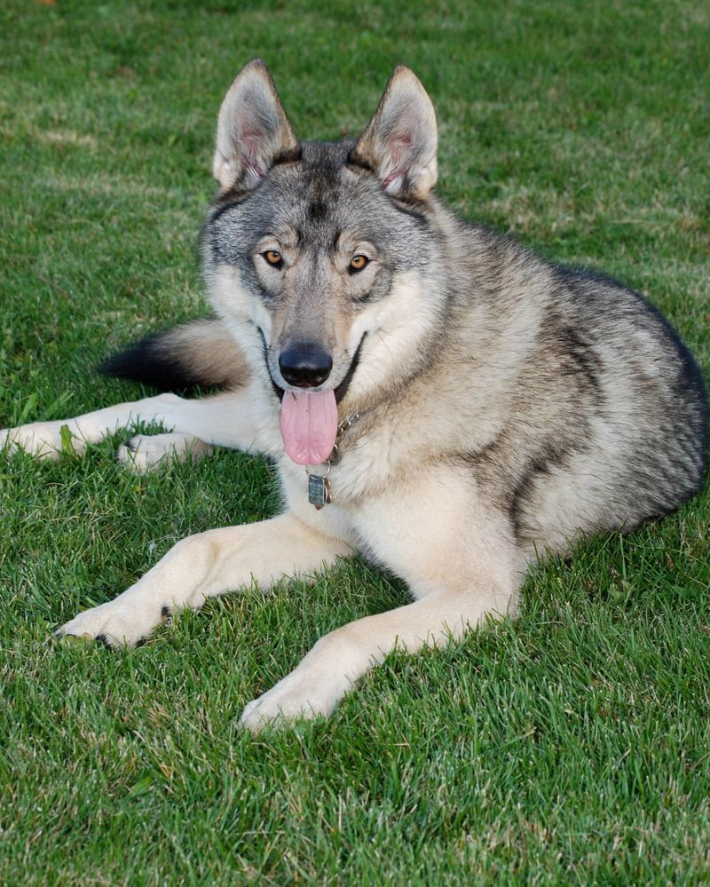 Saarloos Wolfdog