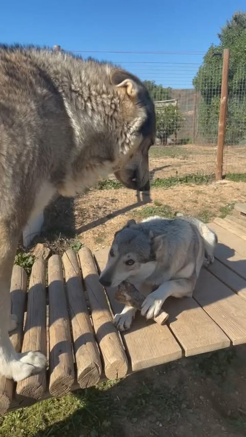 Saarloos Wolfdog