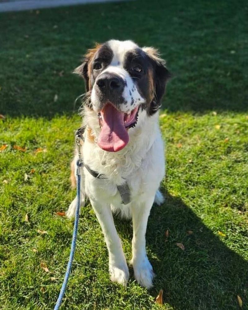 Saint Bernard