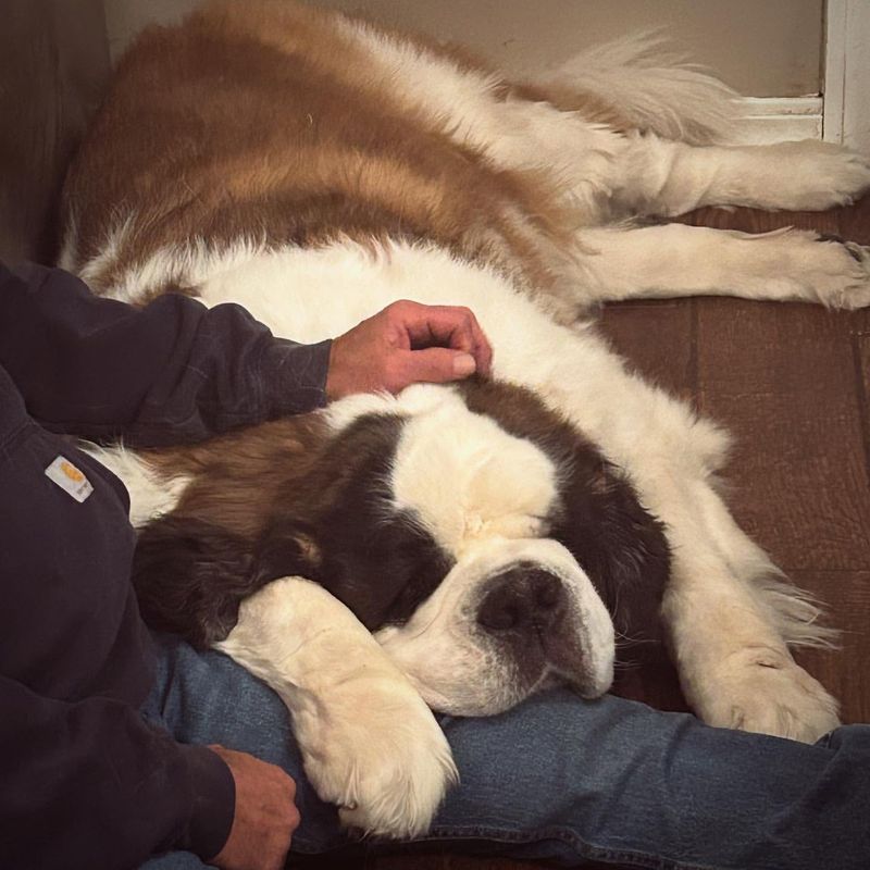 Saint Bernard
