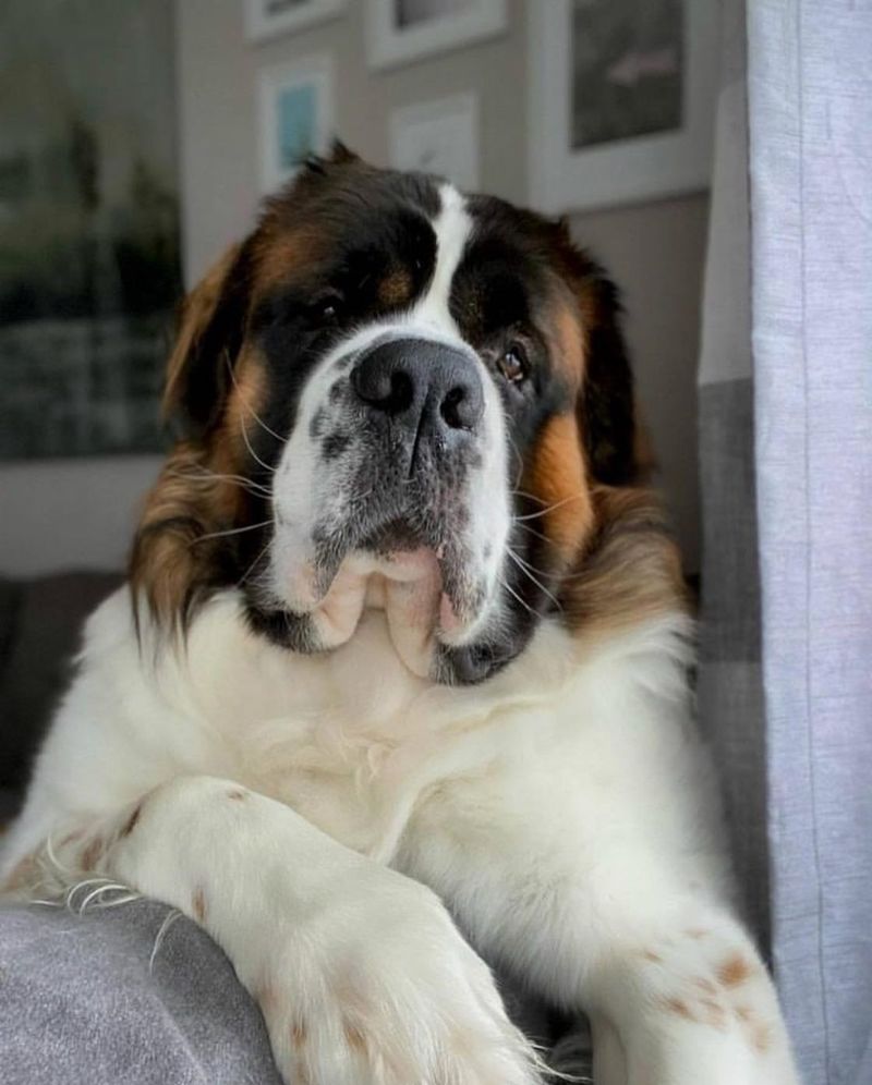 Saint Bernard