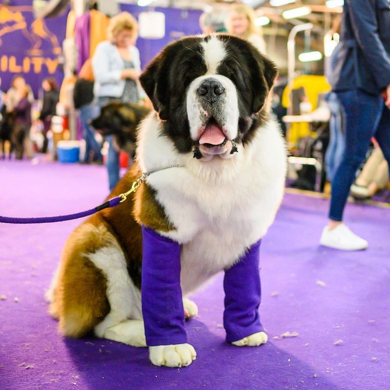 Saint Bernard