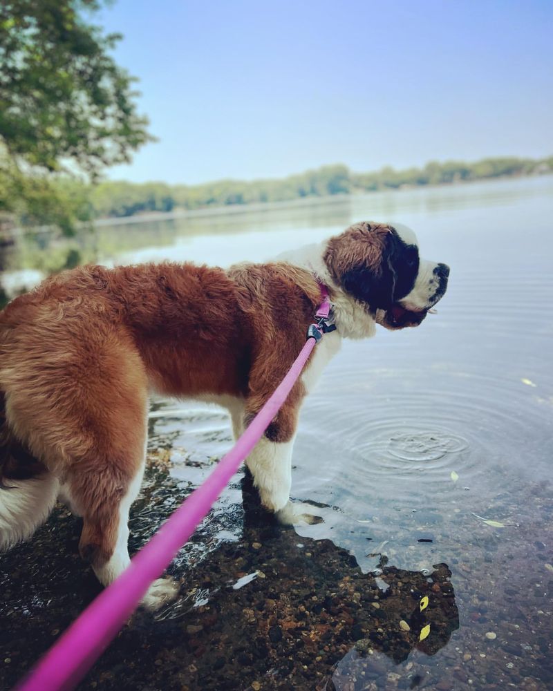 Saint Bernard