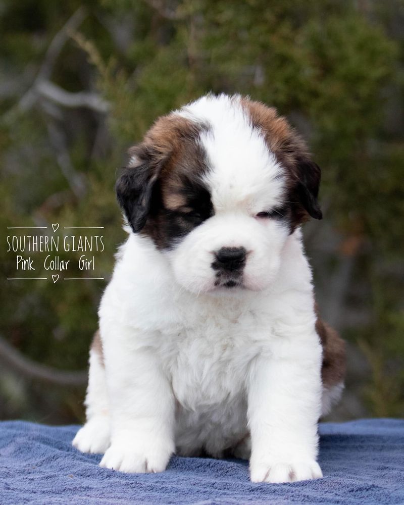 Saint Bernard