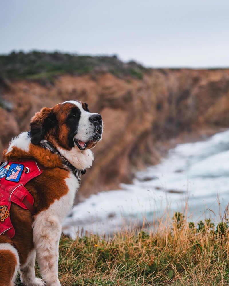 Saint Bernard