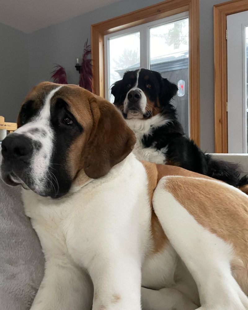 Saint Bernard