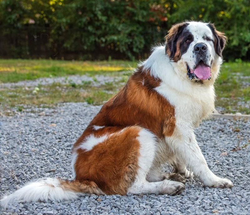 Saint Bernard