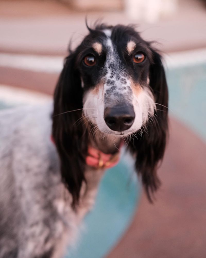 Saluki