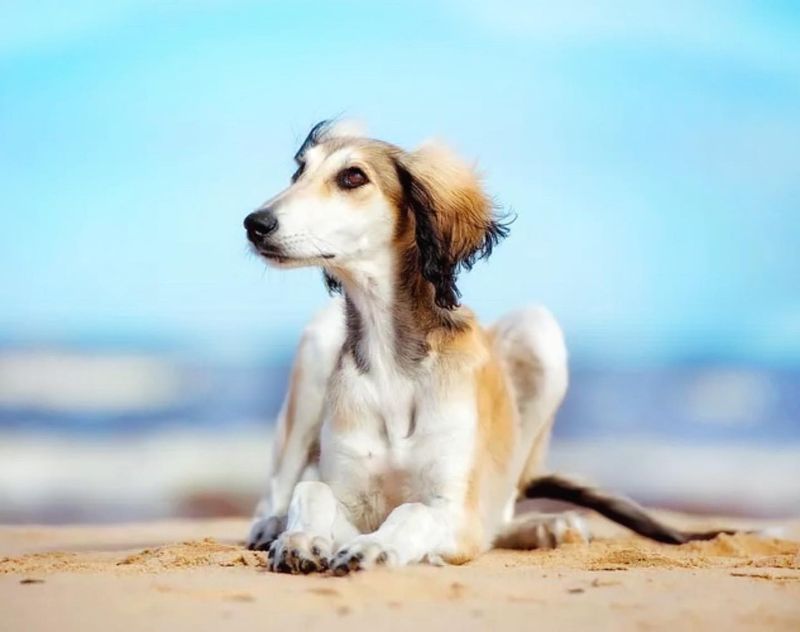 Saluki