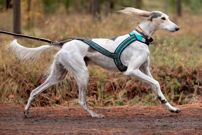 Saluki