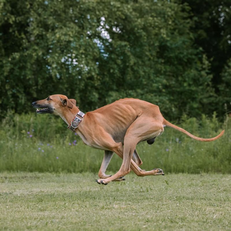 Saluki