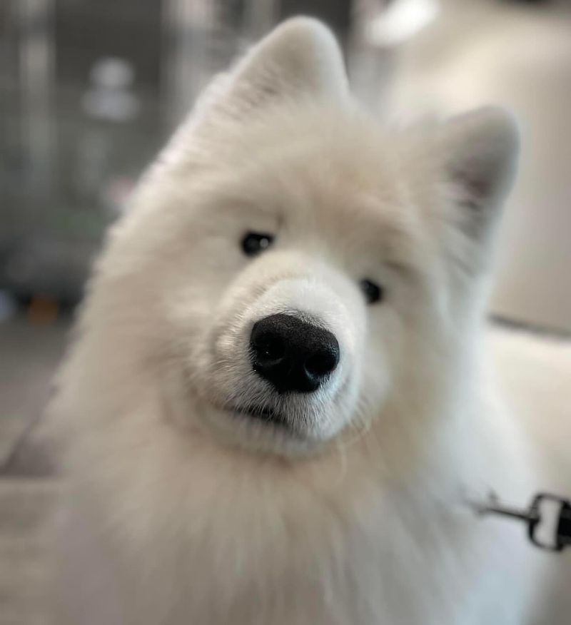 Samoyed