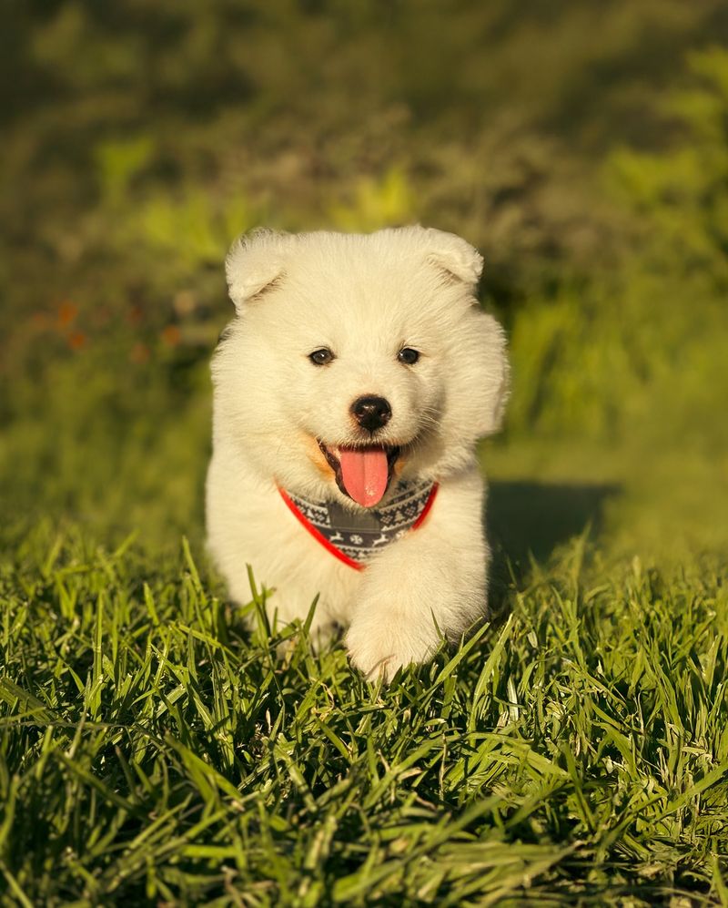 Samoyed