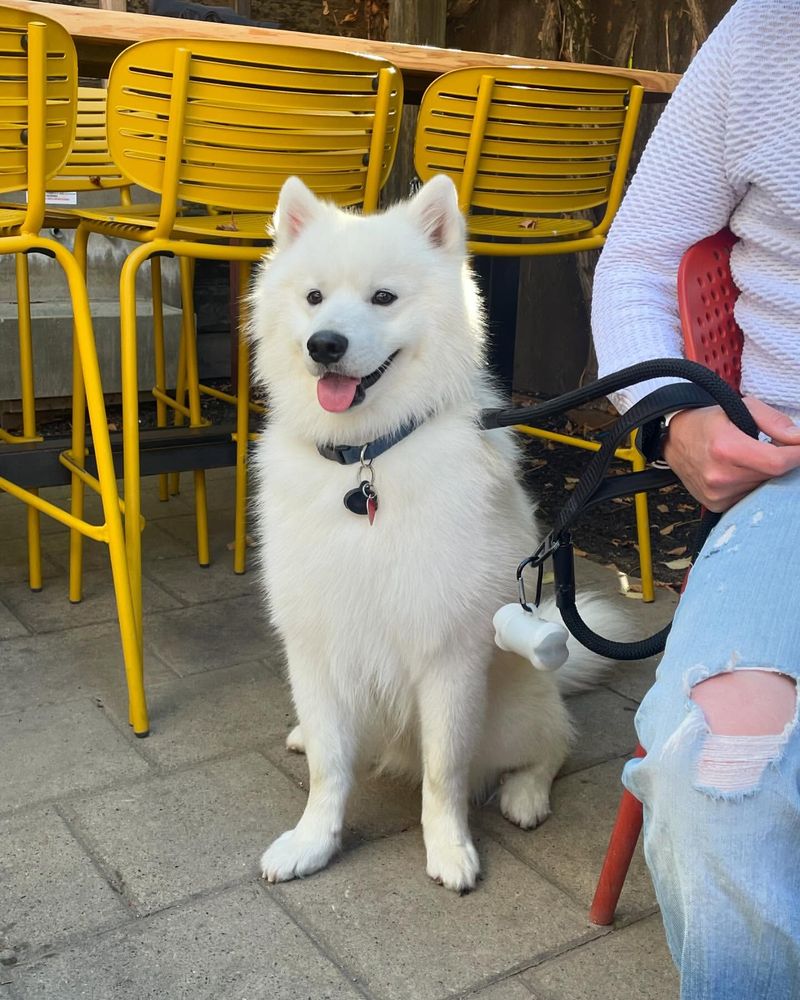 Samoyed