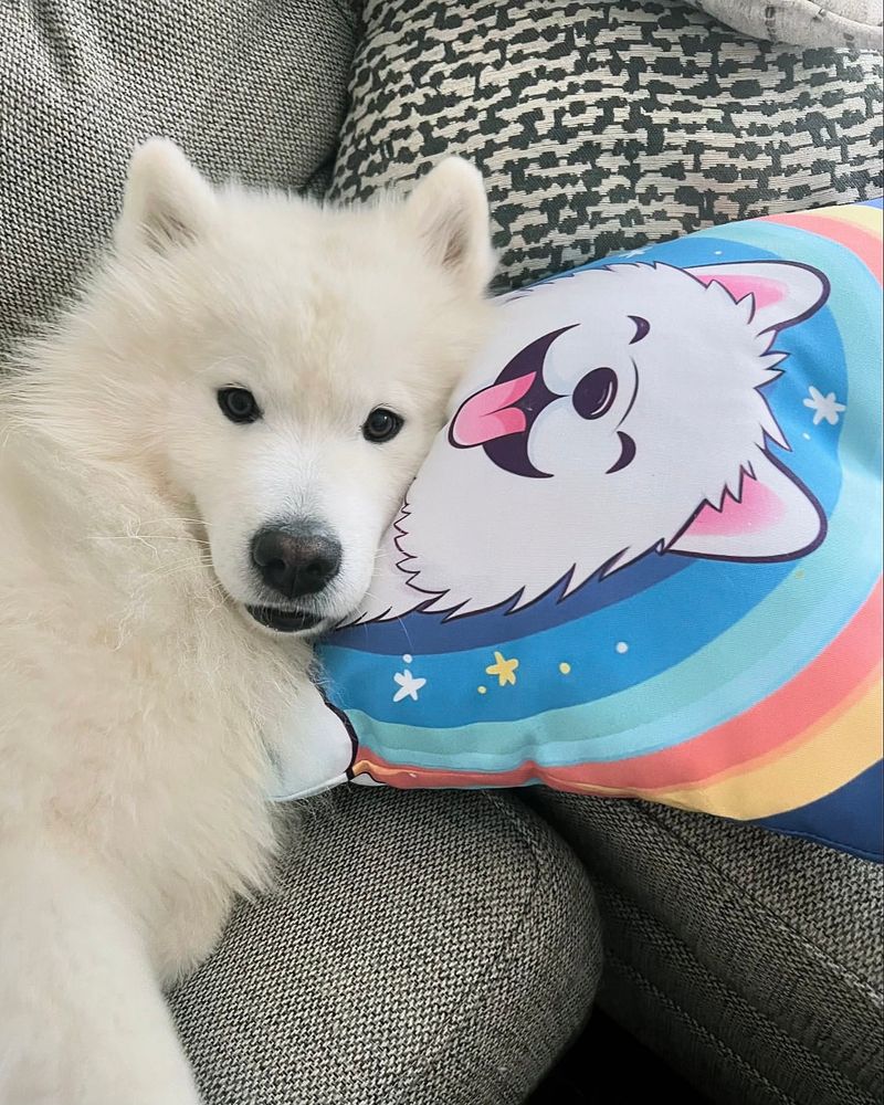 Samoyed