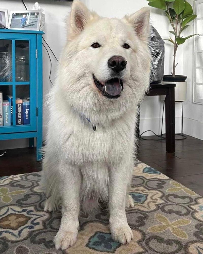 Samoyed