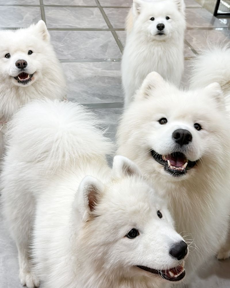 Samoyed